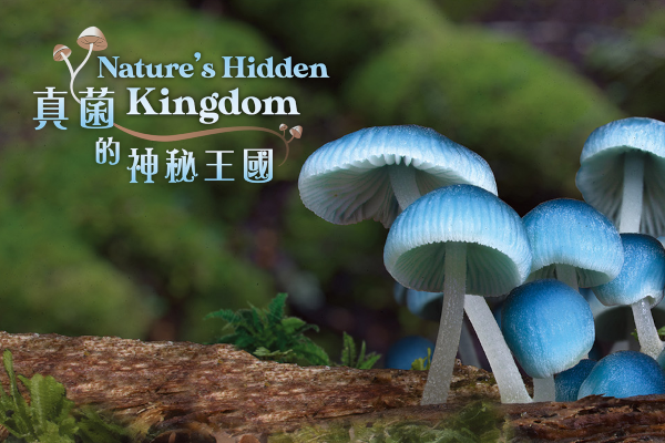 球幕电影《真菌的神秘王国》