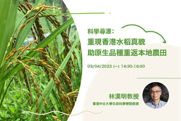 科学寻源：重现香港水稻真貌助原生品种重返本地农田